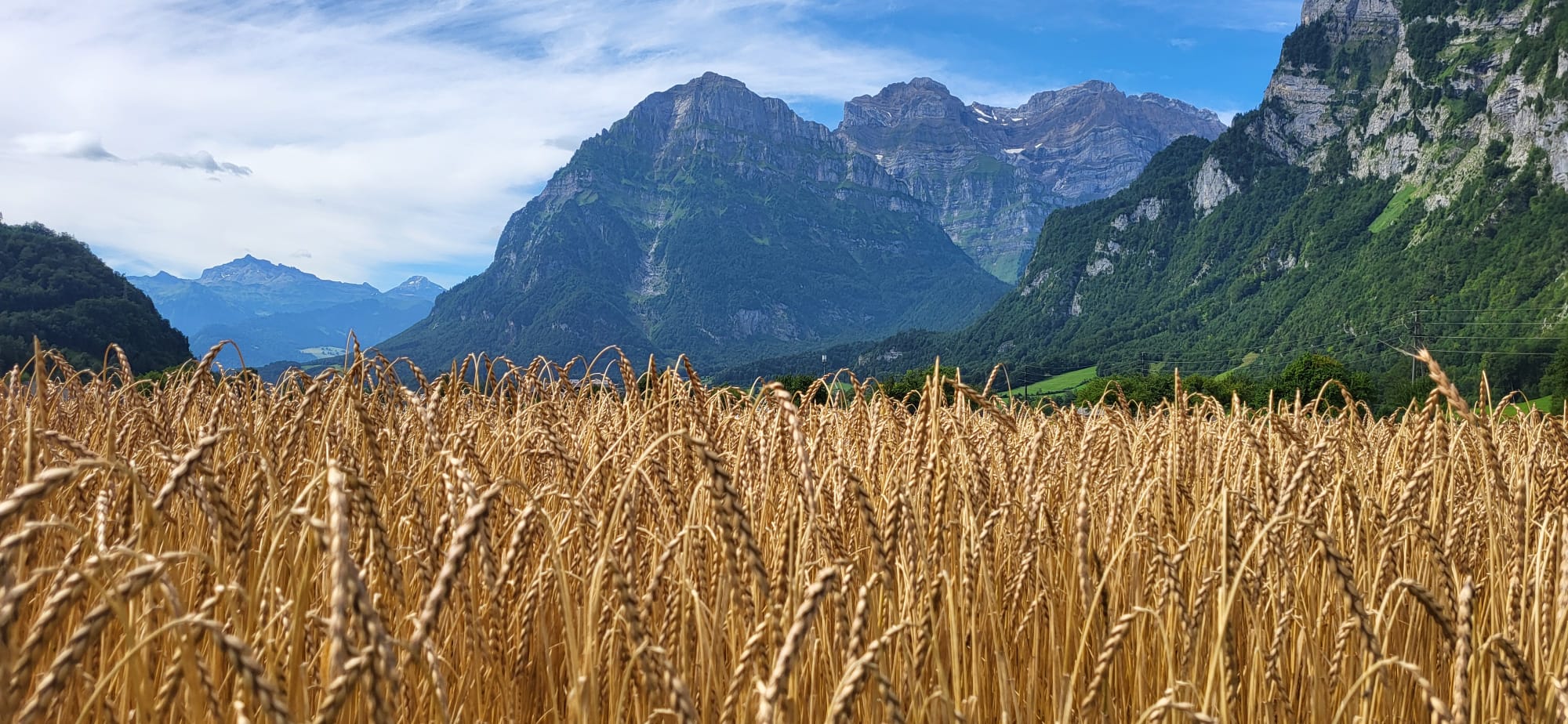 Forum Glarner Landwirtschaft