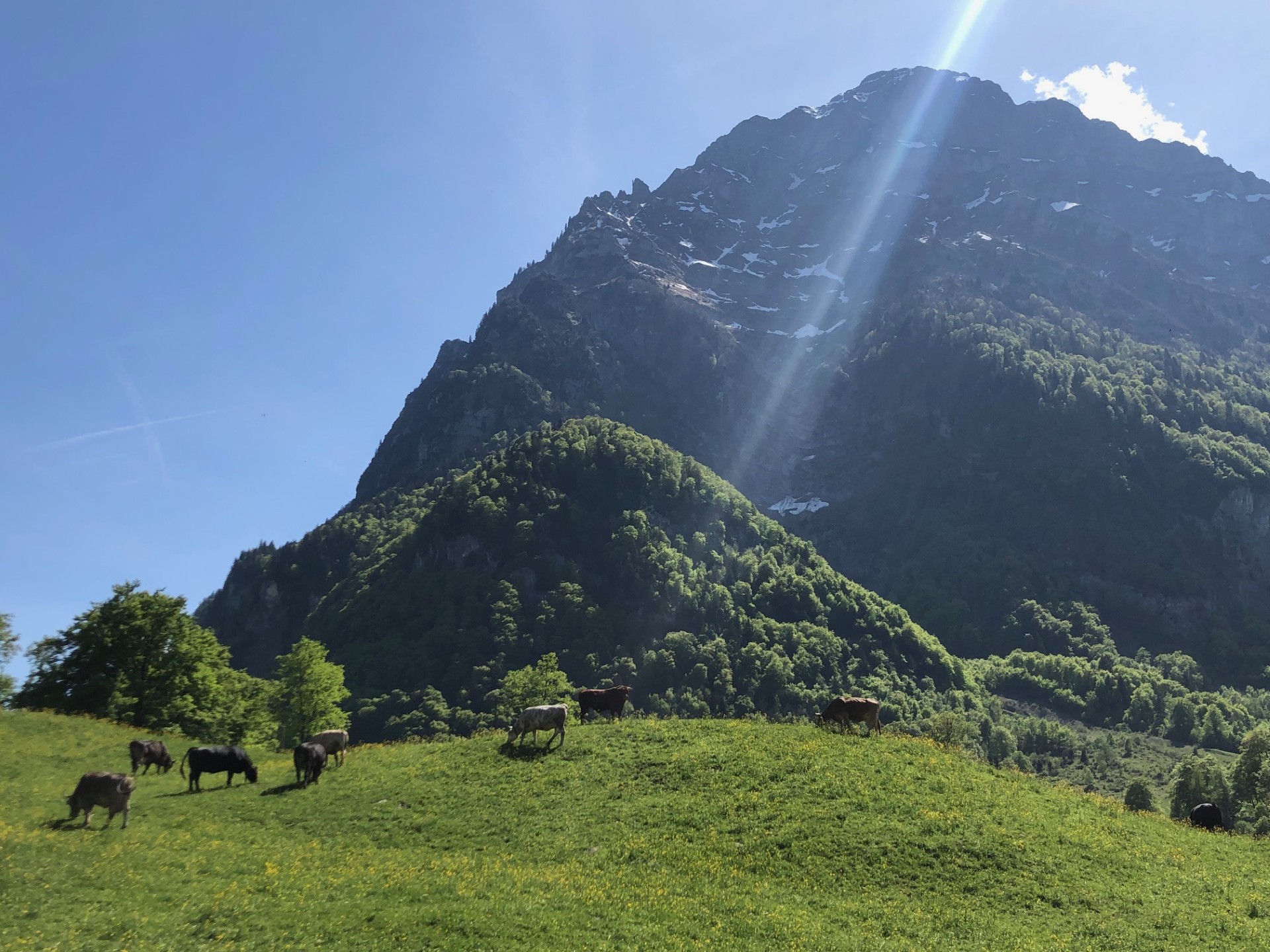 Alpweide vor einem Glarner Berg